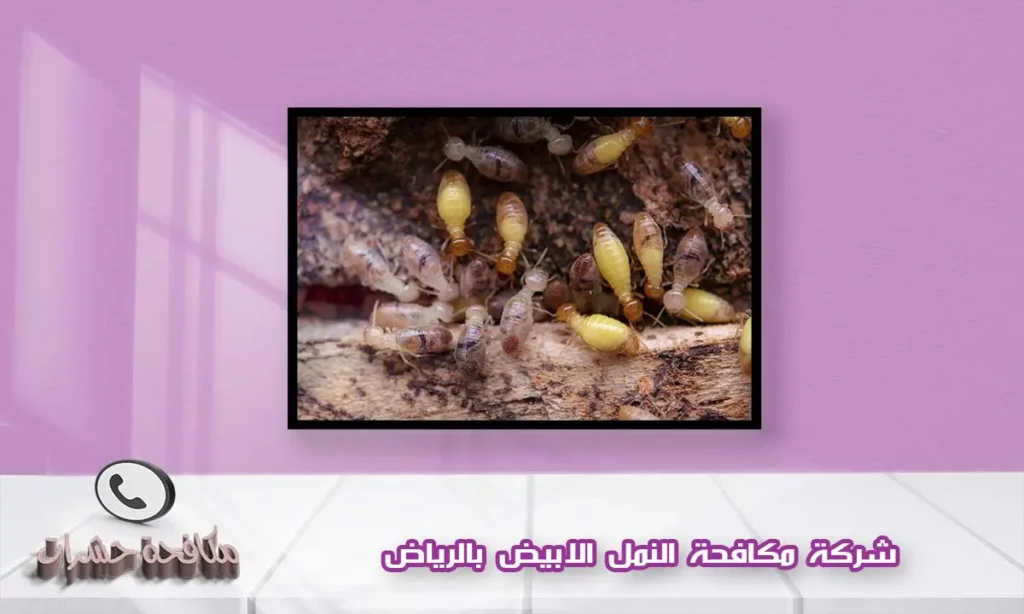 شركة مكافحة النمل الابيض بالرياض
