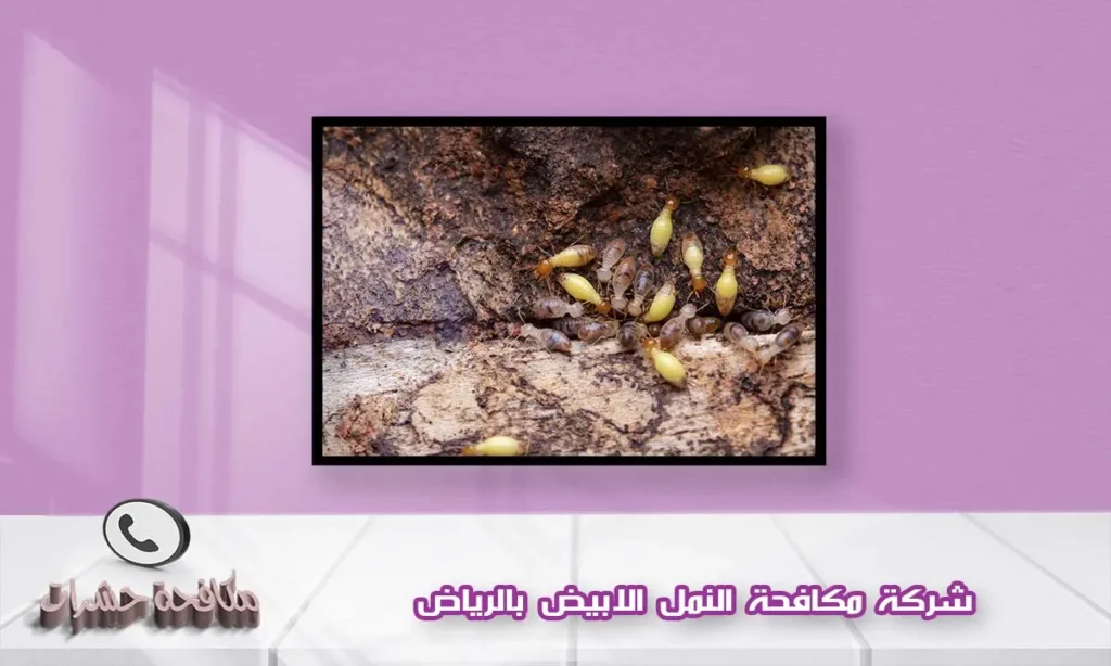 شركة مكافحة النمل الابيض بالرياض