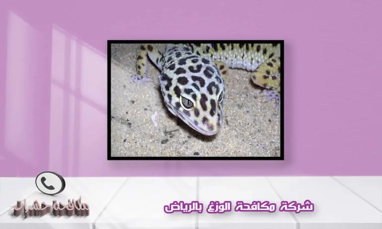 شركة مكافحة الوزغ بالرياض