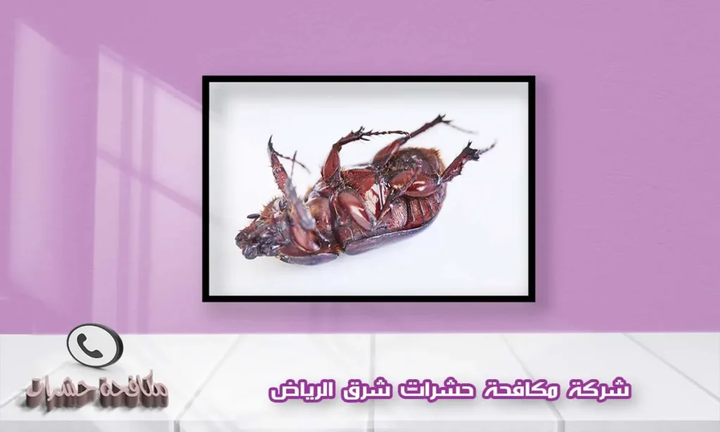 شركة مكافحة حشرات شرق الرياض