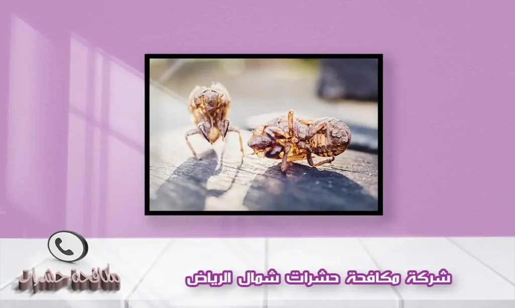 شركة مكافحة حشرات شمال الرياض