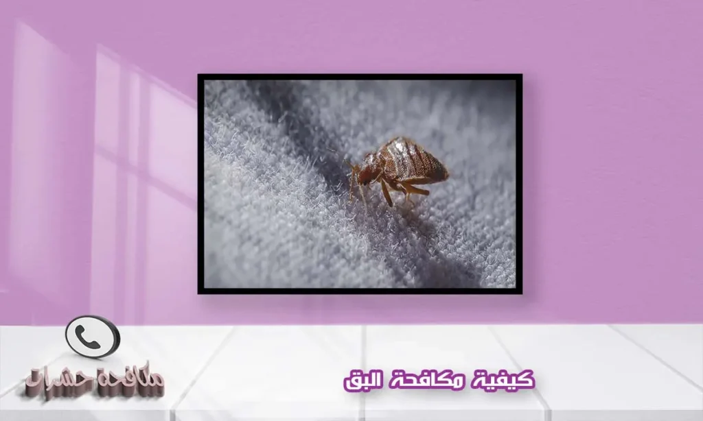 كيفية مكافحة البق