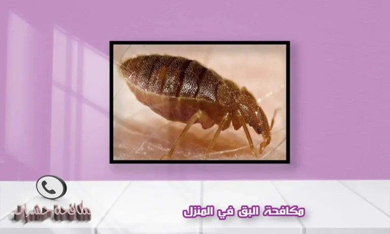 مكافحة البق في المنزل