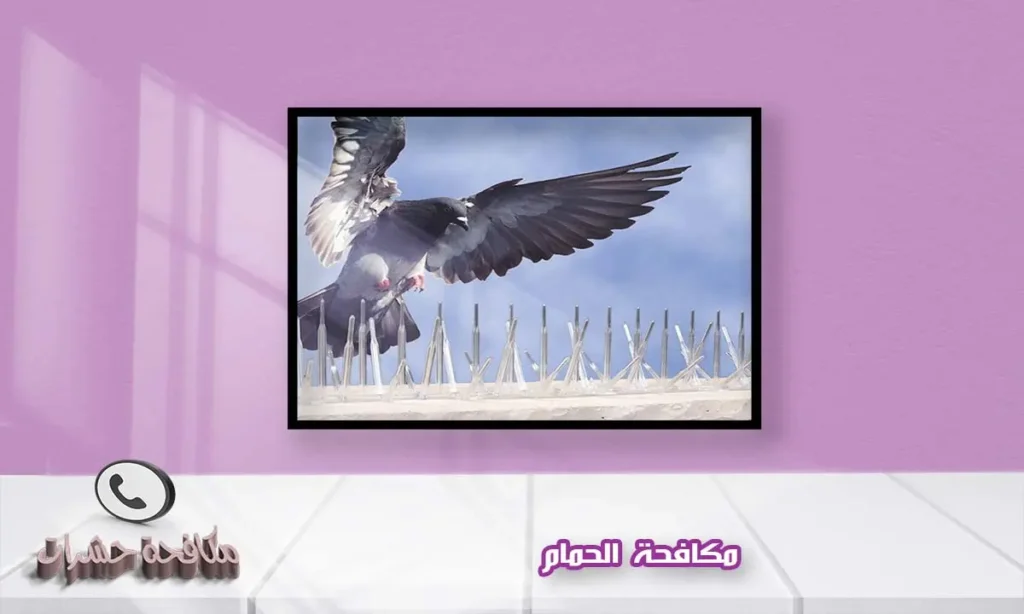 مكافحة الحمام