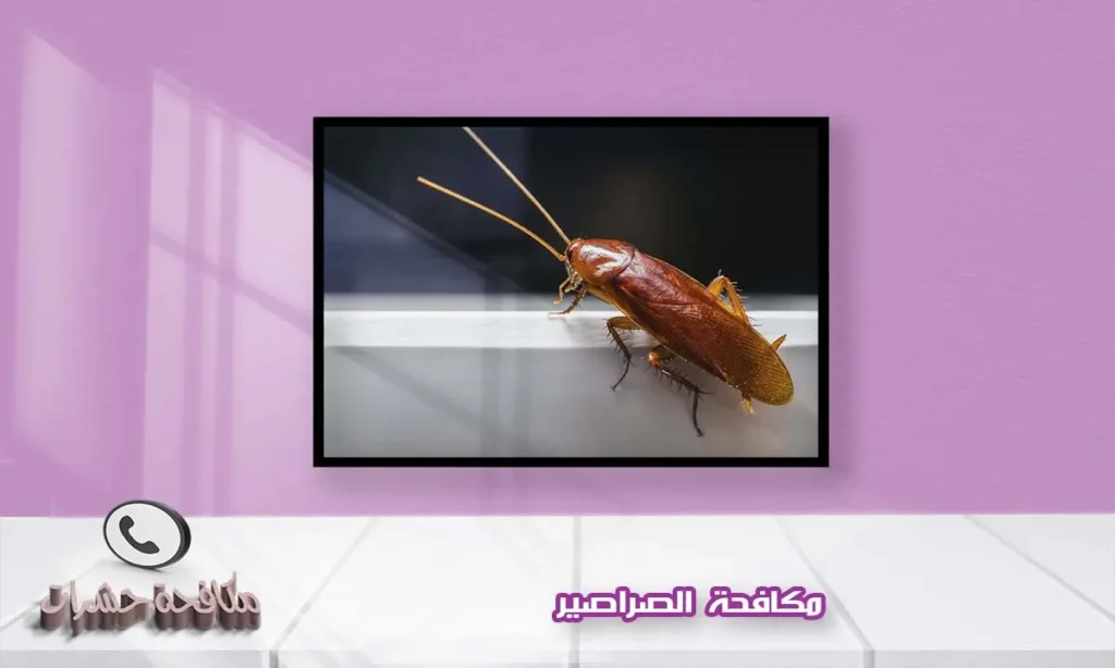 مكافحة الصراصير