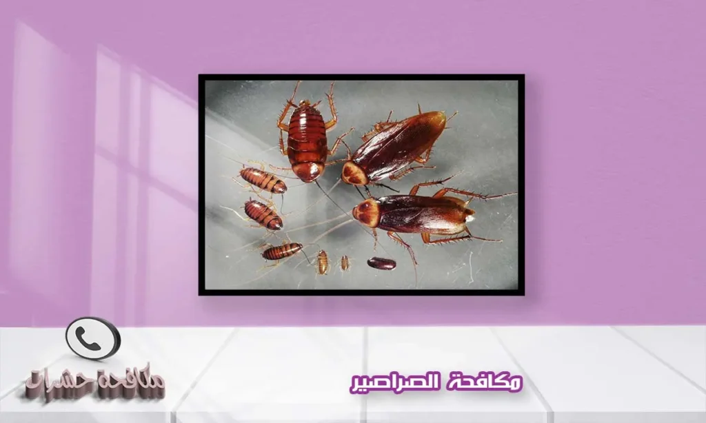 مكافحة الصراصير