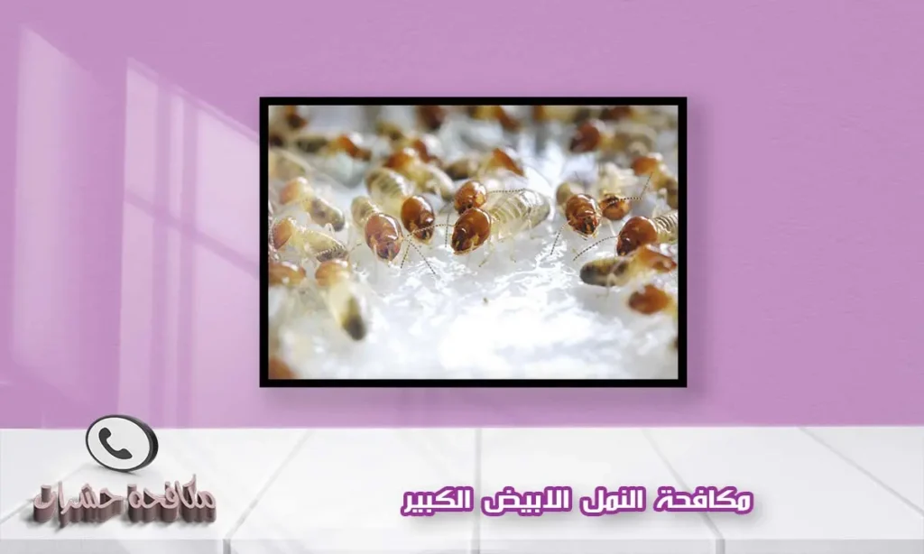 مكافحة النمل الابيض الكبير