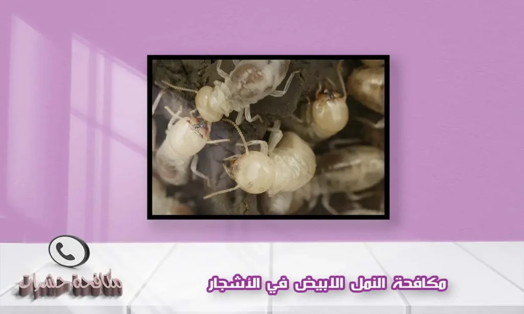 مكافحة النمل الابيض في الأشجار