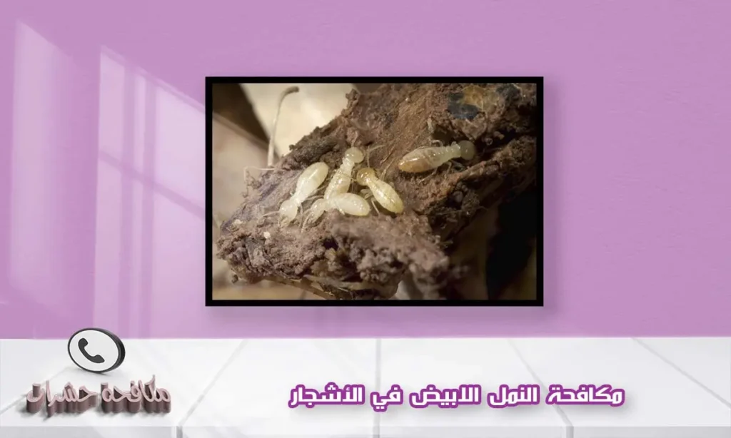 مكافحة النمل الابيض في الأشجار