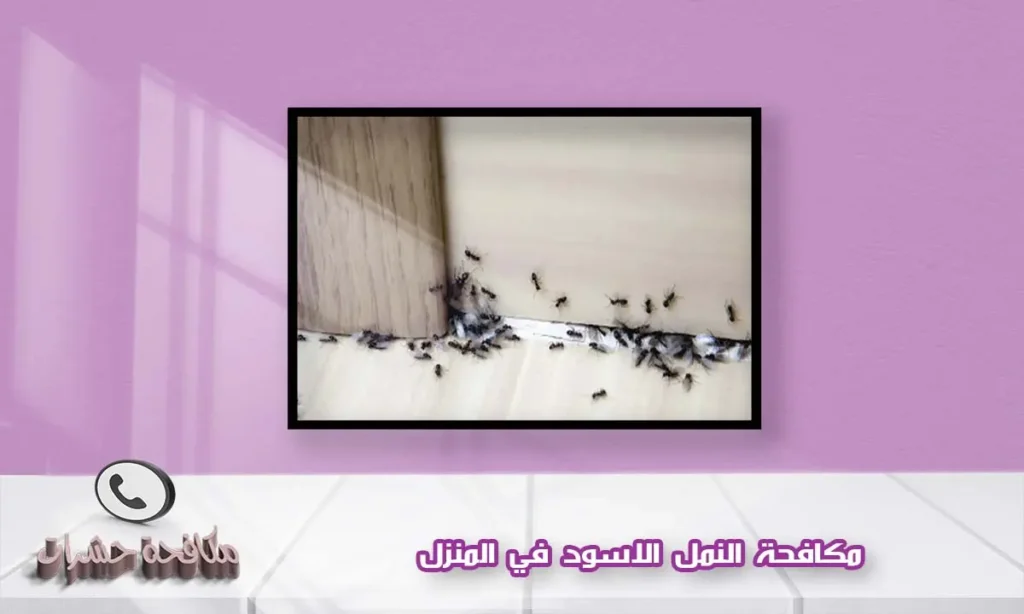 مكافحة النمل الاسود في المنزل