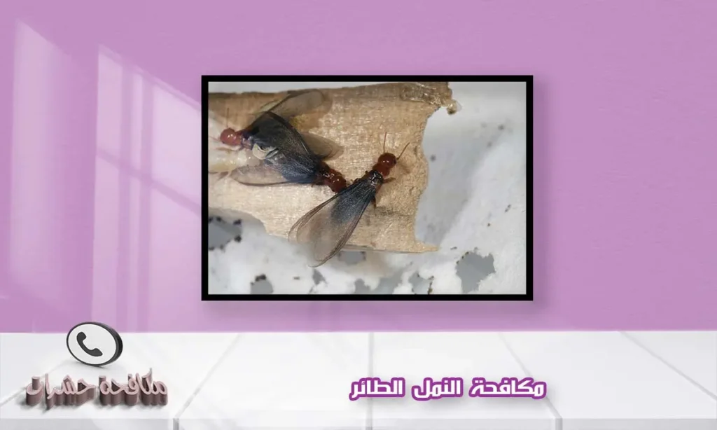 مكافحة النمل الطائر