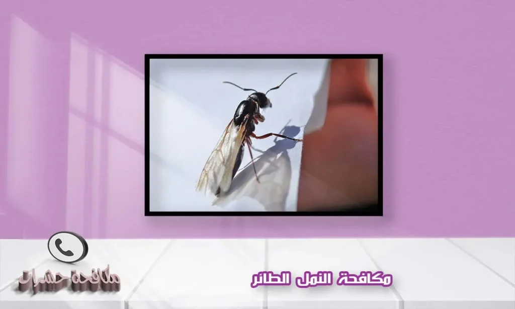 مكافحة النمل الطائر
