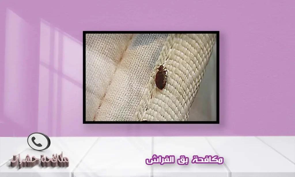 مكافحة بق الفراش