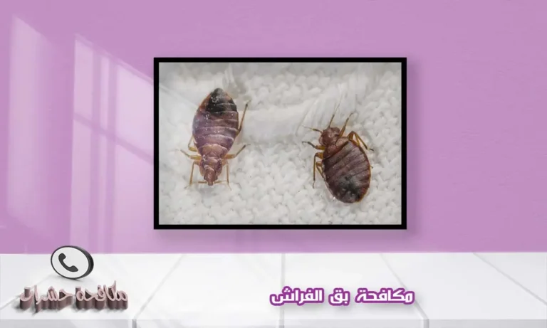 مكافحة بق الفراش بالمبيدات