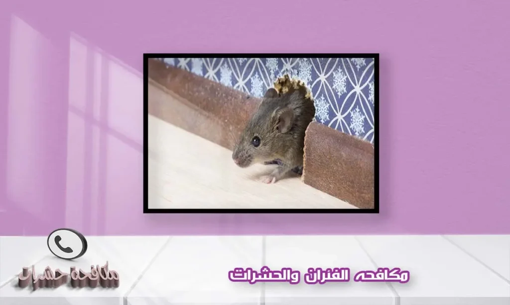 مكافحه الفئران والحشرات