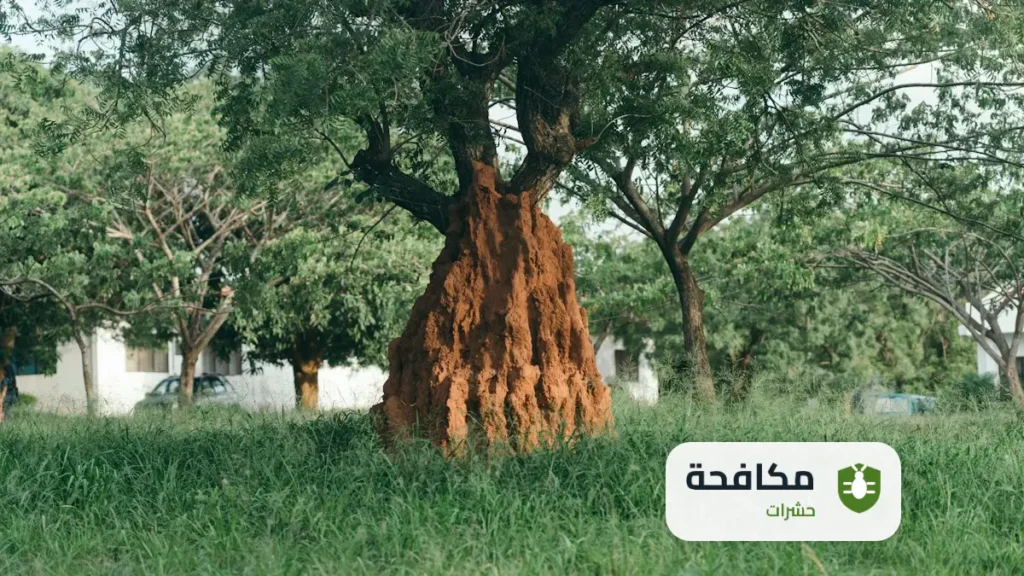 مكافحة البق الدقيقي في الموالح