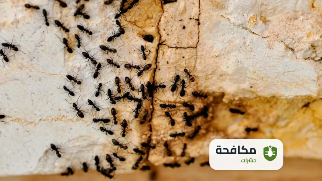 مكافحة النمل الابيض قبل البناء