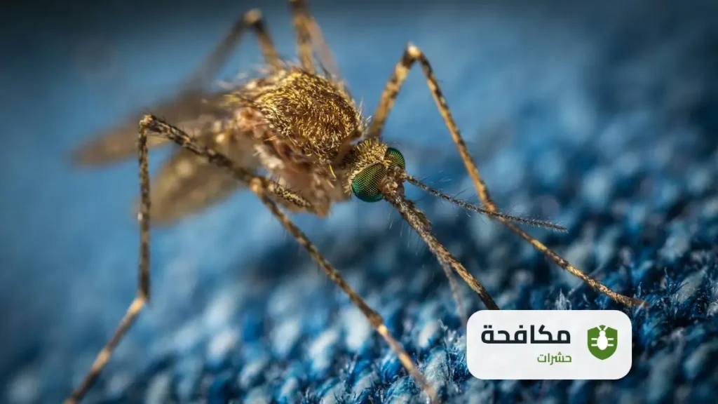 شركة مكافحة العناكب بالرياض