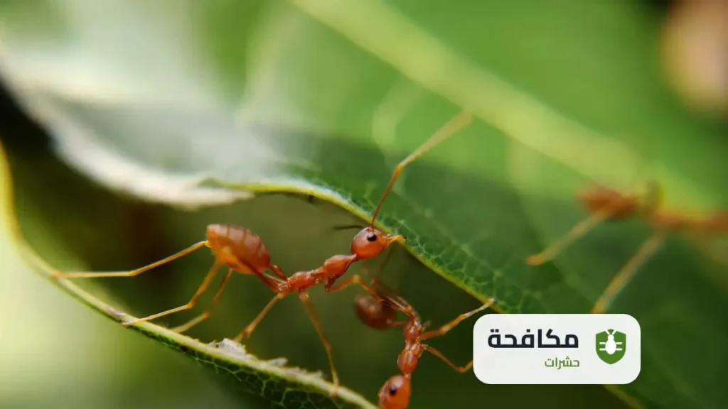 شركة مكافحة الخنافس بالرياض